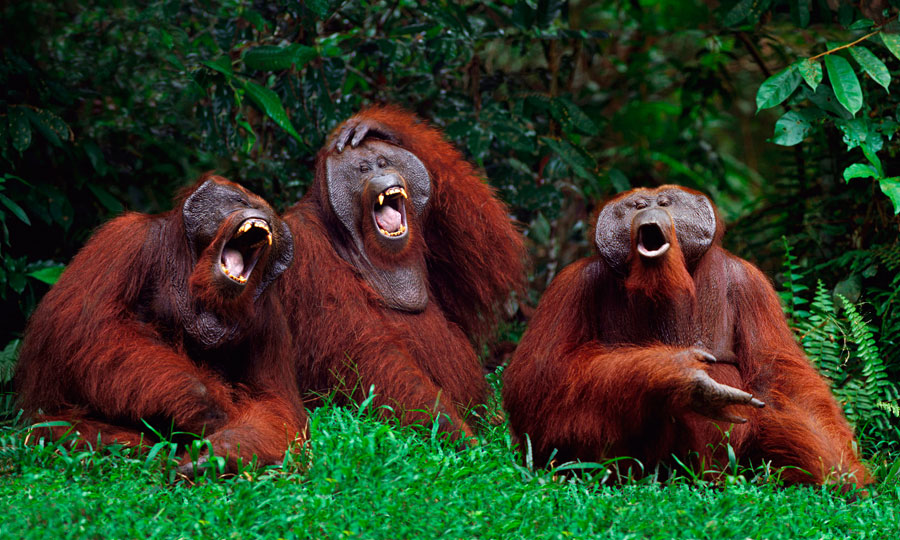 Animals Laughing Pictures