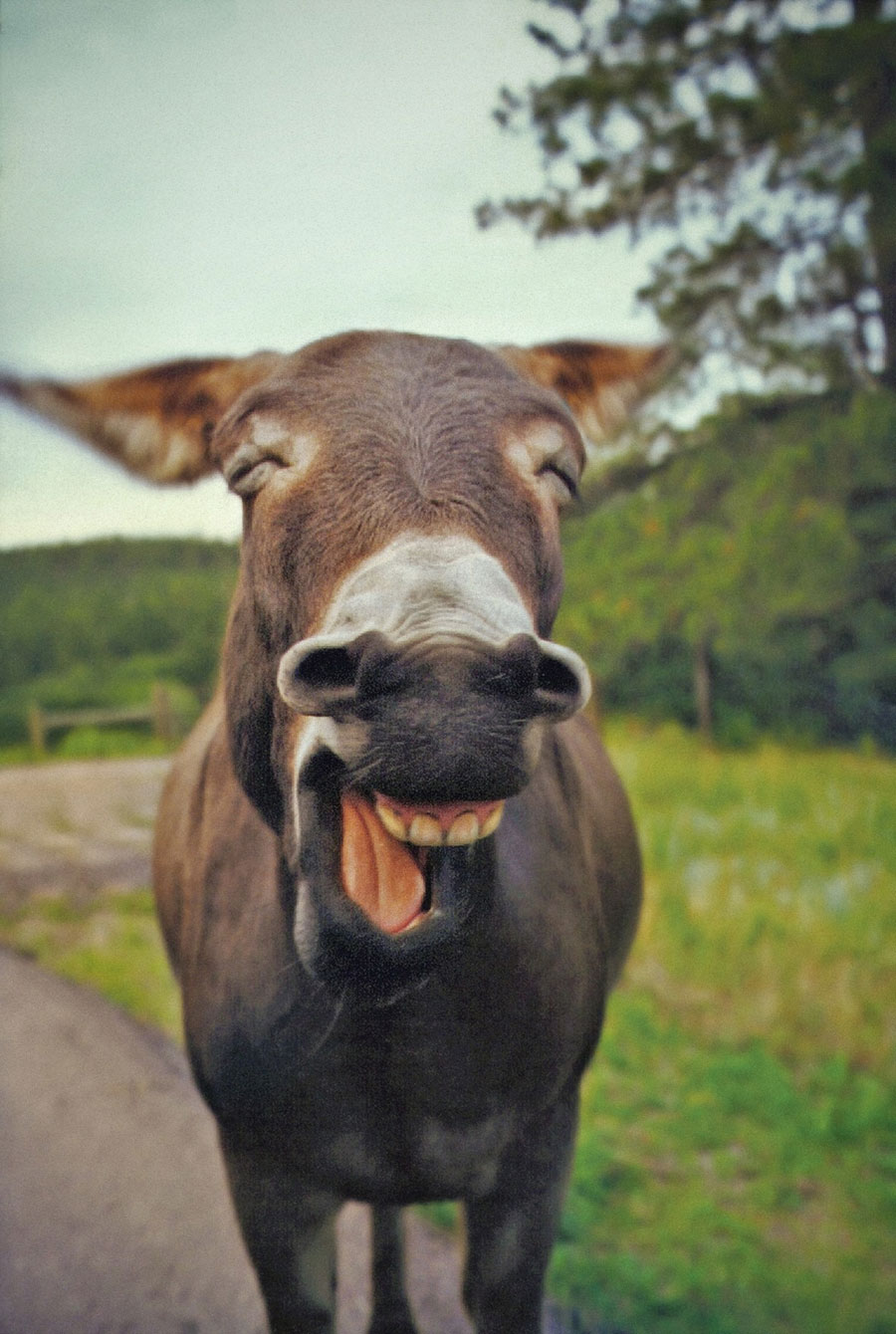 Funny Pictures of Animals Laughing