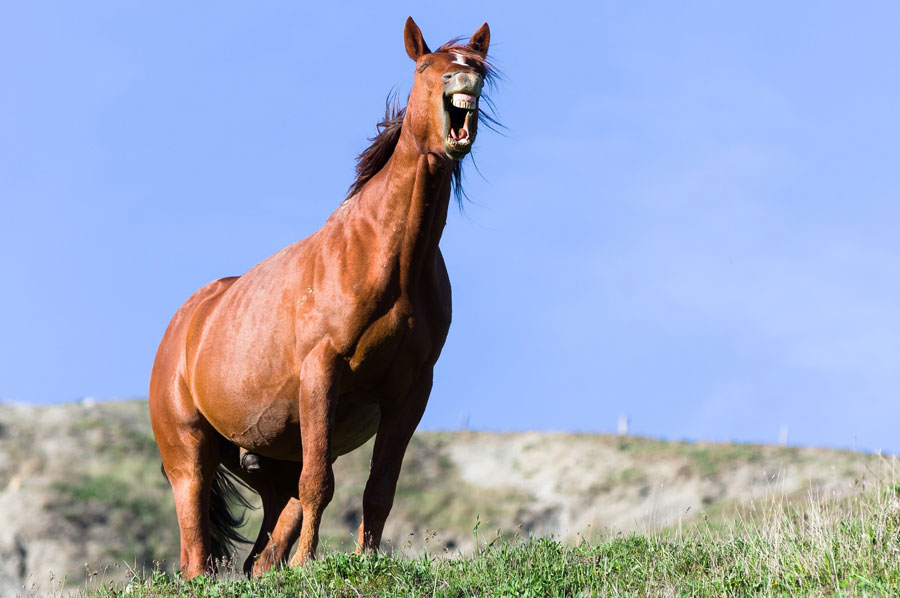 Funny Pictures of Animals Laughing