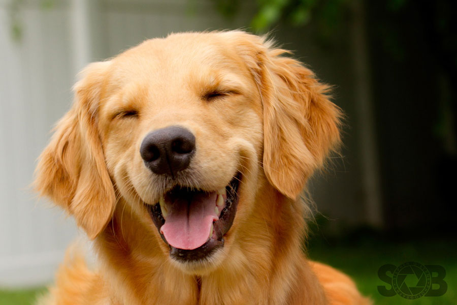 Animals Laughing Pictures