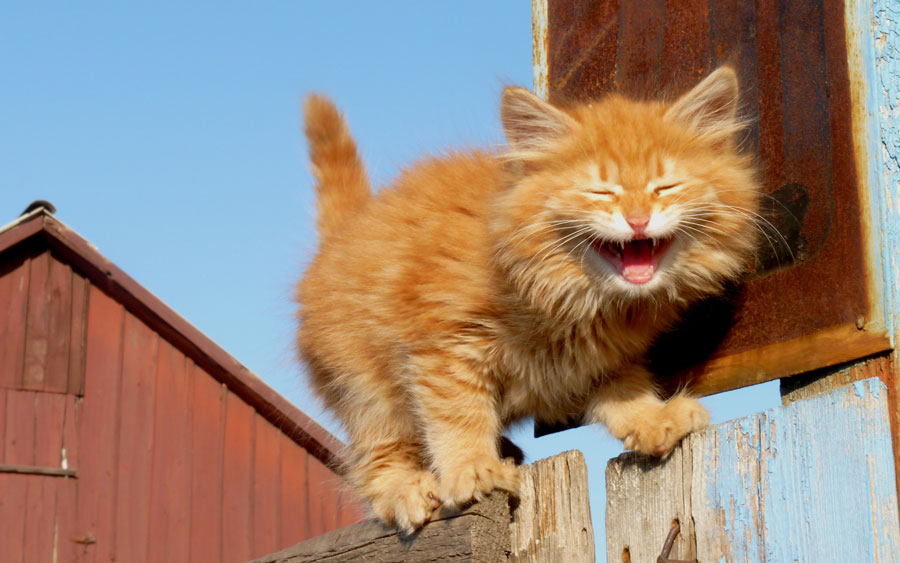 Funny Pictures of Animals Laughing