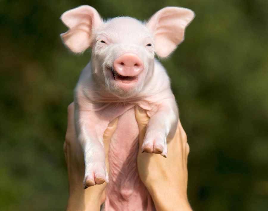 Laughing Animals Photos