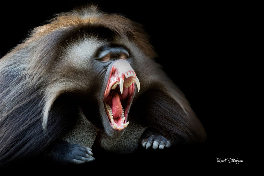 Funny Pictures of Animals Laughing