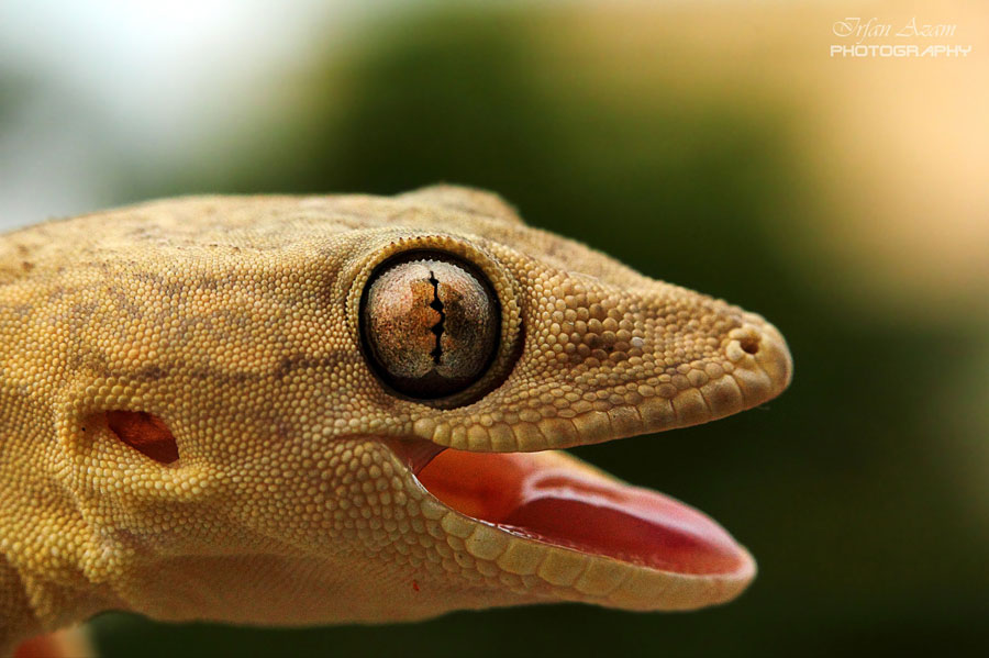 Laughing Animals Photos