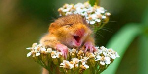 49 Funny Pictures of Animals Laughing Will Brighten Up Your Day