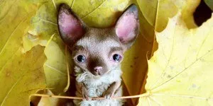 Utterly Cute Clay Models and Toys Will Make You Fall in Love With Them