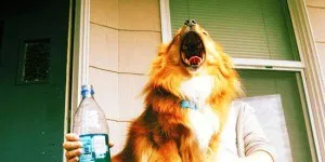 30 Perfectly Timed Dog Photos Will Make You Look Twice