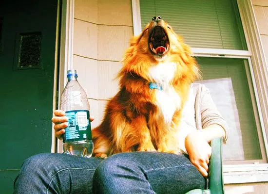 30 Perfectly Timed Dog Photos Will Make You Look Twice