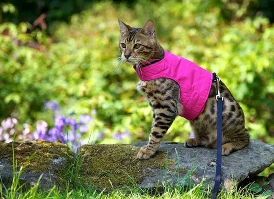 How to Train a Cat to Walk On a Leash and Harness