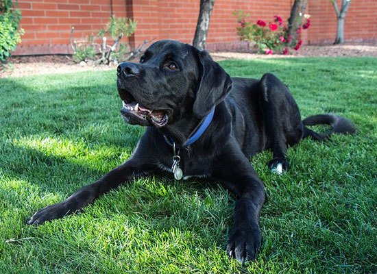 Adorable Dog Behaviors and Their Meaning