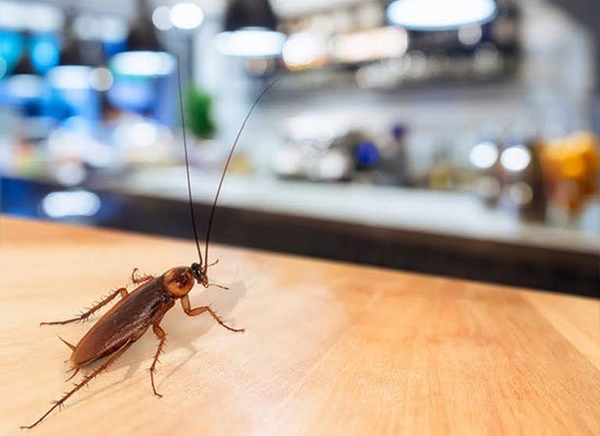 Simple Guide for a Bug-Free Home