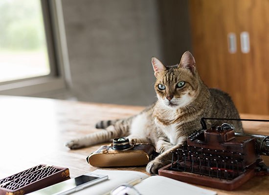 Latest Equipment That Can Help You Keep Your Cat in Tip-Top Shape